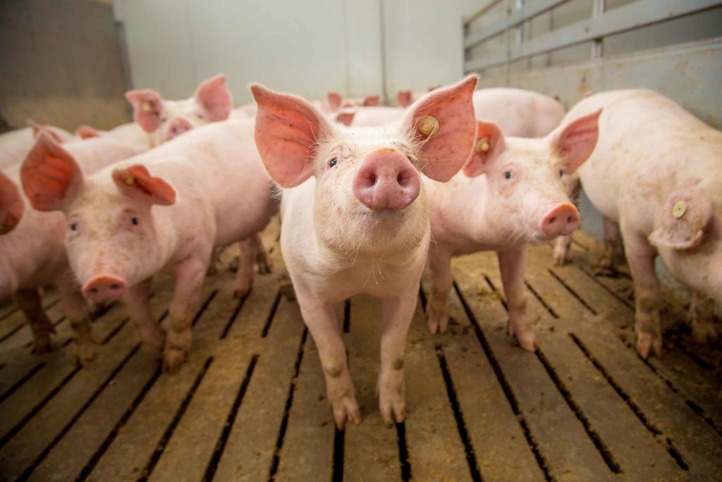 Futterrinne Futterschale Für Schweine – 4-Fach T Produktbild-Vorschau 3