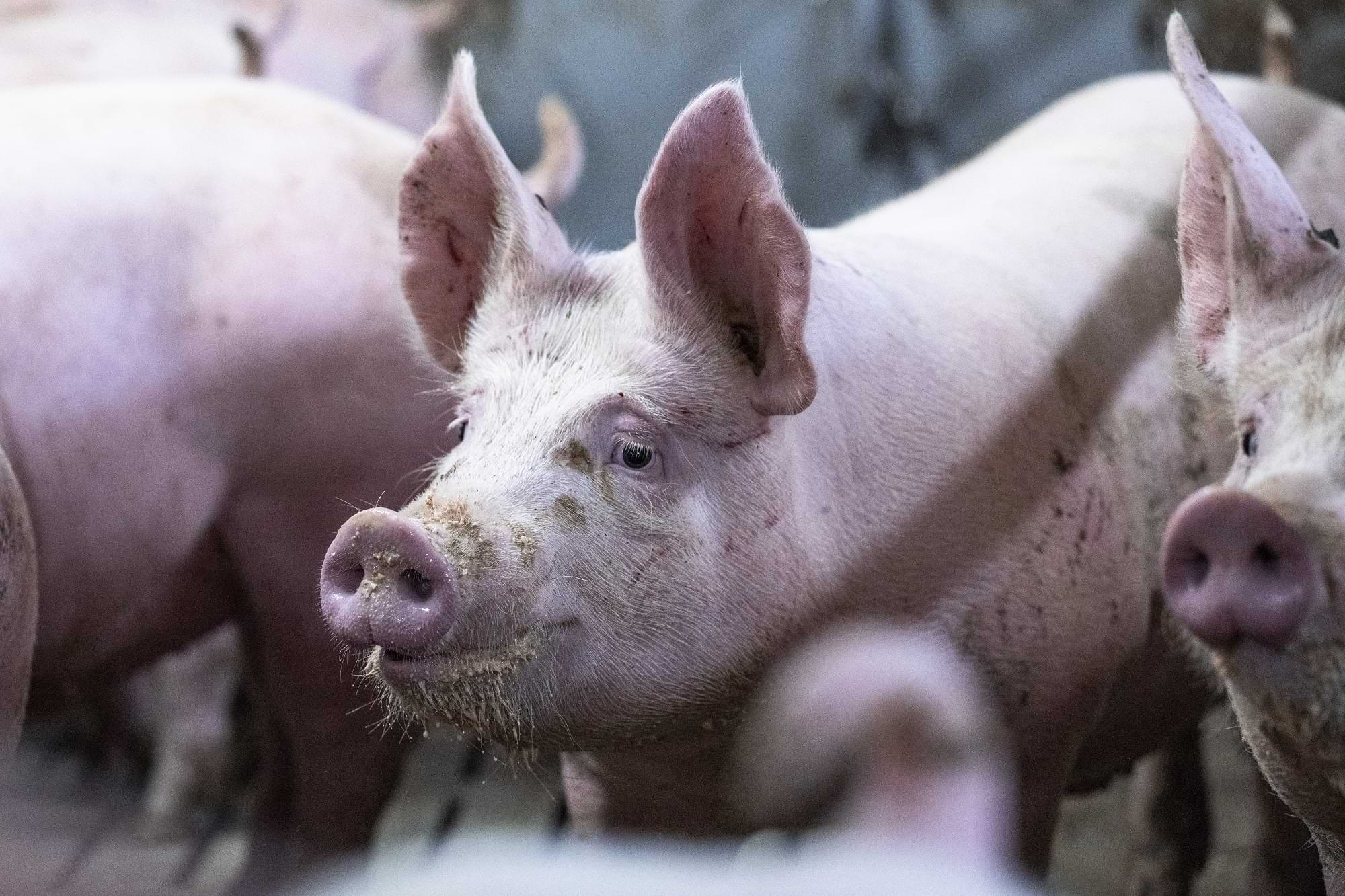 Schweinefütterung - so gelingt der Spagat zwischen Leistung und Gesundheit
