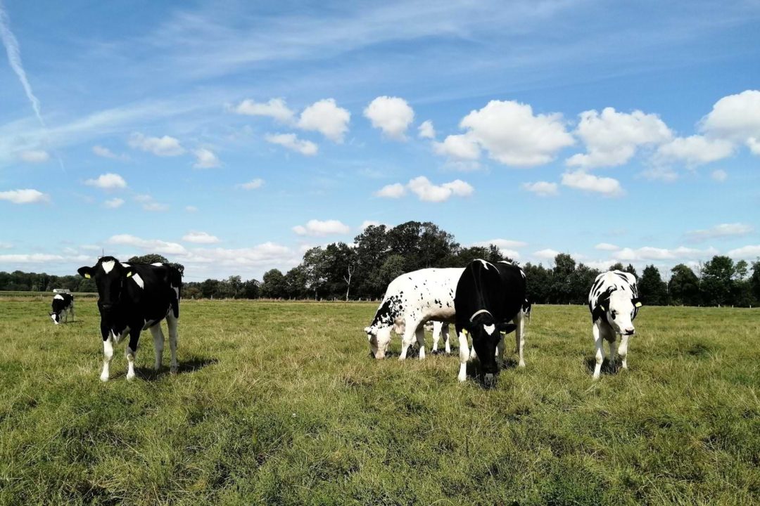 Spezielle AHRHOFF – Mineralfuttermittel für die ökologische Milchviehhaltung