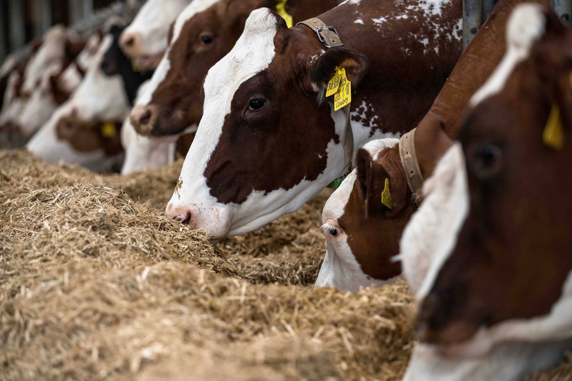 Optimal mineral supply for dry cows