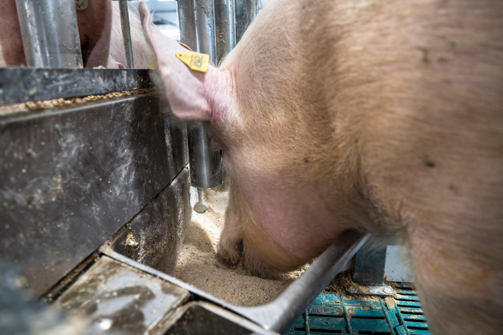 Lebendhefe Sauenfütterung Ferkelfütterung Mastschweinefütterung
